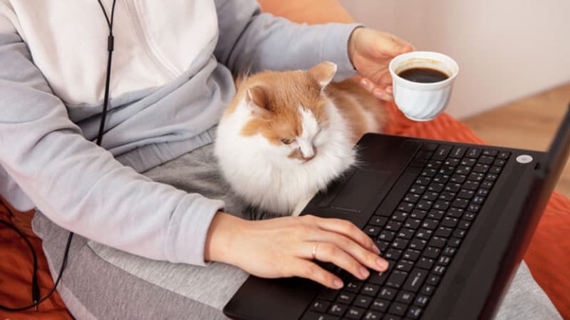 KAT with a cat