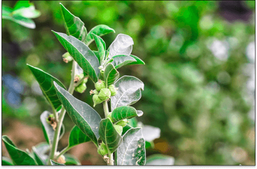 Ashwagandha plant